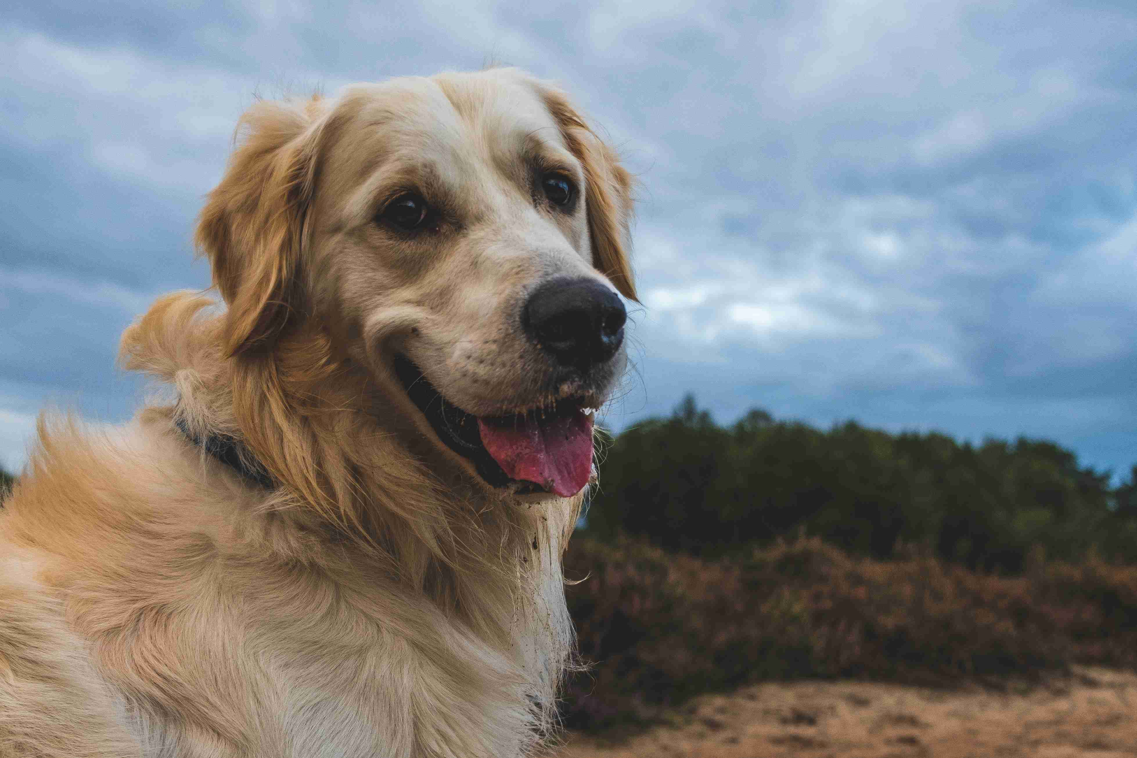 Are there any specific dental care products that are recommended for Golden Retrievers?